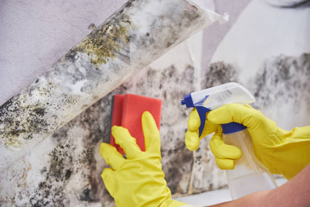 Trusted Plainville, KS Mold Inspection Experts